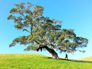 A big tree with a man touching it so he has better relationships with his loved ones